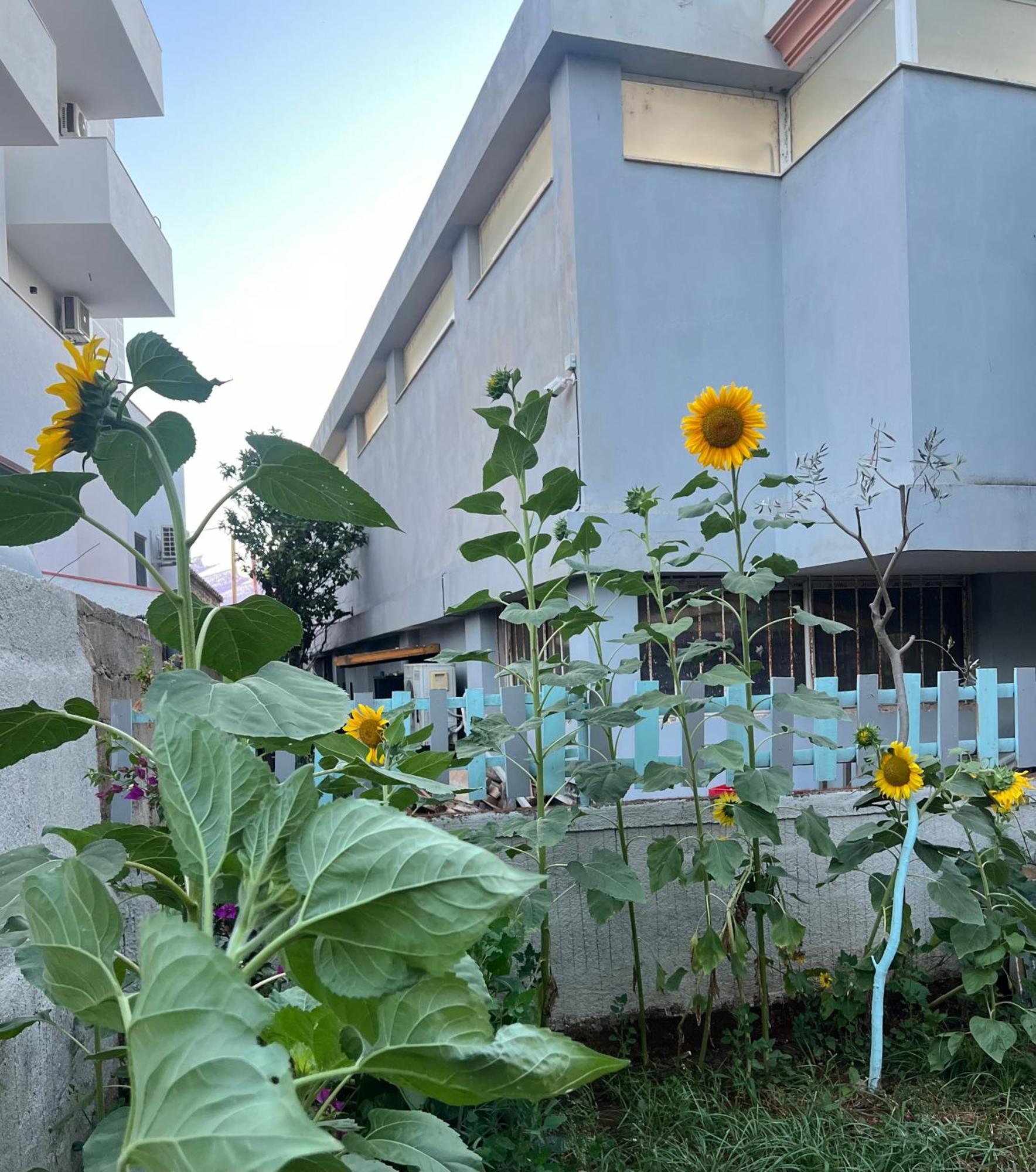 Sunflower Hotel クサミル エクステリア 写真